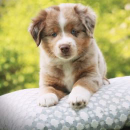 Miniature Australian Shepherd Puppies from Cabin Hearth Miniature Australian Shepherds