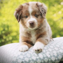 Miniature Australian Shepherd Puppies from Cabin Hearth Miniature Australian Shepherds