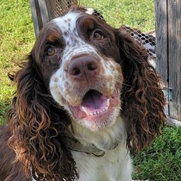 Hazel - English Springer Spaniel