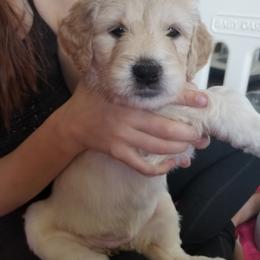 Goldendoodle Puppies from Masondixondoodles