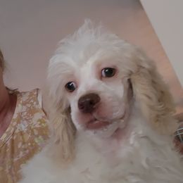 Boy 2 - White Poodle puppy in Canterbury, Connecticut from Diamonds in the Sky