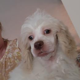 Boy 2 - White Poodle puppy in Canterbury, Connecticut from Diamonds in the Sky