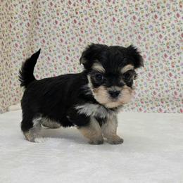 Grace SMALL - Black & tan tri-color female Morkie puppy in Monticello, Iowa from Ashley’s Puppies
