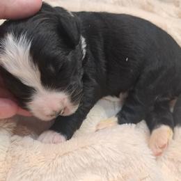 Jenny - Black and white female Bernedoodle puppy in Lafayette, Alabama from Williams Lake Doodles