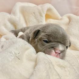 French Bulldog Puppies from Lovemyfrenchies