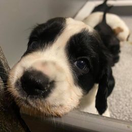 English Cocker Spaniels and Labrador Retrievers from FR Labs