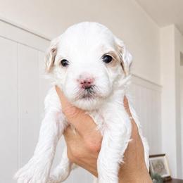 Pumpkin - Parti female Goldendoodle puppy in Gilbert, Arizona from Doodle Bliss