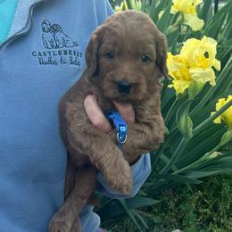Dark Blue - Red  male Goldendoodle puppy in Indian Trail, North Carolina from Castleberry Doodles and Poodles