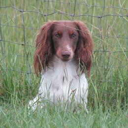 Gus - Dachshund