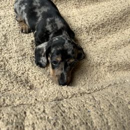 Dachshund and Poodle Puppies from Desjardin’s Poodles & Dachshunds