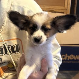 Papillon Puppies from WindyBarnYard Papillons