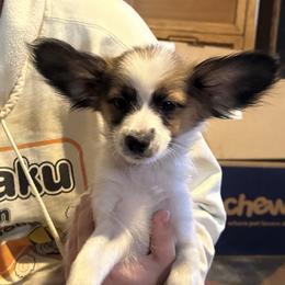 Papillon Puppies from WindyBarnYard Papillons