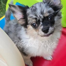 Hendrix - Merle male Chihuahua puppy in Bowdon, Georgia from Paschal's Pups