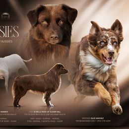 Australian Shepherd puppies from JS Aussies