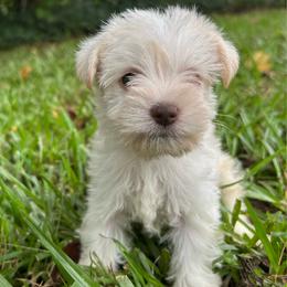 Jack - White male Miniature Schnauzer puppy in Clover, South Carolina from Bobo’s Babies Kennels