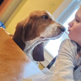 Basset Hounds from Bleus Bassets