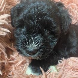 Pepper (Red) - Black male Miniature Schnauzer puppy in Ravensdale, Washington from Serenity Schnauzers