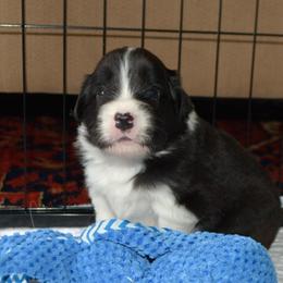 Kentucky - Black and white male Border Collie puppy in Olney, Illinois from Heronwood Border Collies
