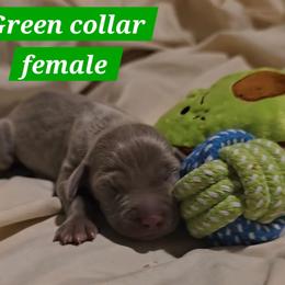 Sold - Gray female Weimaraner puppy in Frostproof, Florida from Waggin' Weims