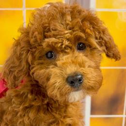 Puff (Red Collar Female) - Red  female Goldendoodle puppy in Santa Clara, Utah from Desert Dawn Doodles