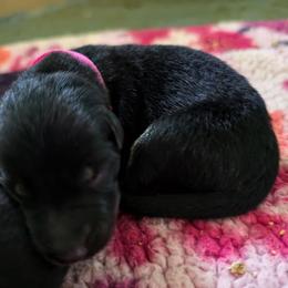 Blossom - Bi-color female German Shepherd puppy in Southern Maryland, Maryland from Reddington Shepherds
