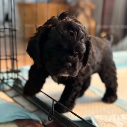Red Collar - Black and white male Cocker Spaniel puppy in Morganton, North Carolina from Priceless Pups
