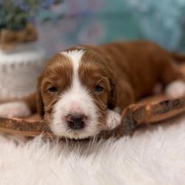 General Washington - Red male Australian Labradoodle puppy in Brush Prairie, Washington from Fancy Pants Labradoodles