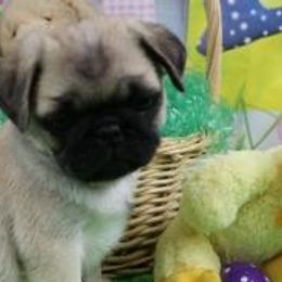 Pugs from Paws In The Valley