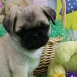 Pugs from Paws In The Valley