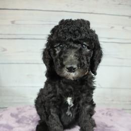 Poodle Puppies from Southern Sunshine Standards