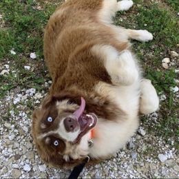 Zona - Australian Shepherd