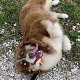Zona - Australian Shepherd