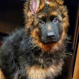 German Shepherd Puppies from vom Glock