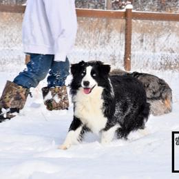 Miniature Australian Shepherd All Grown Up from Rustic Original Aussies