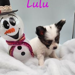 Lulu - White and black Papillon puppy in Spokane Valley, Washington from D and T's Papillons