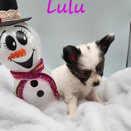 Lulu - White and black Papillon puppy in Spokane Valley, Washington from D and T's Papillons