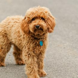 River - Goldendoodle