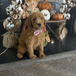 Aussiedoodle, Bernedoodle, and Poodle Puppies from Megan’s Spoiled Standards