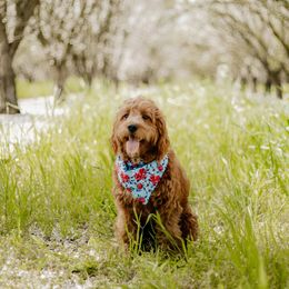 Molly - Goldendoodle
