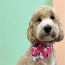 Remi - Australian Labradoodle