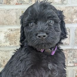Biscayne - Black and white Portuguese Water Dog puppy in Jacksonville, Florida from Filo House