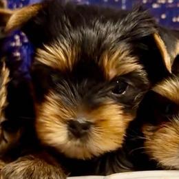 Buddy - Black and gold male Yorkshire Terrier puppy in Antelope, California from Yorkie Family Home