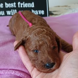 Goldendoodle Puppies from JDoodles
