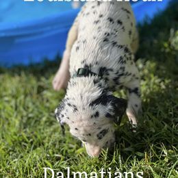 Dalmatian Puppies from Louisiana Roux Dalmatians