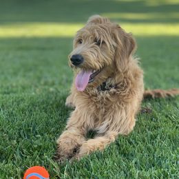 Becky - Goldendoodle
