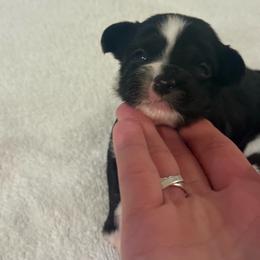 Tofu - Black and white male Chinese Crested puppy in Dublin, California from Show Style Chinese Cresteds