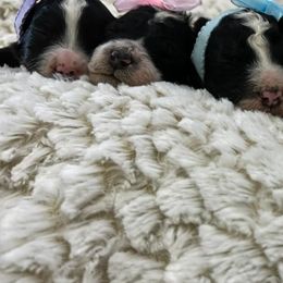 Bernedoodles, Cavapoos, Goldendoodles, Poodles, and Sheepadoodles from Sunflower Doodles