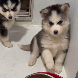 Velvet - Red and white female Pomsky puppy in Spring Hill, Florida from PDQ Pomskies