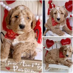 California Orange - Cream male Whoodle puppy in Smallett, Missouri from Leshas Whoodles