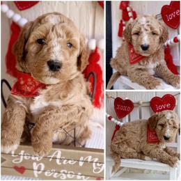 California Orange - Cream male Whoodle puppy in Smallett, Missouri from Leshas Whoodles